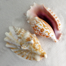 Child Safe Sea Shells