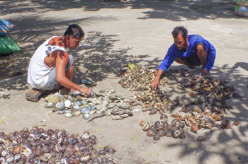 Shell Collecting